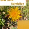 new color dandelion