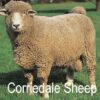 corriedale sheep